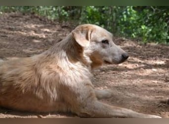 Neige, einer von vier Hunden, die dringend ein neues Zuhause benötigen