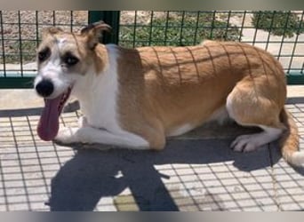 Pinha, eine noch sehr schüchterne junge Hündin mit unbekannter Herkunft