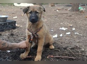 Fünf Weihnachtswelpen, eine fröhliche Truppe, die mitten in der Natur aufwächst
