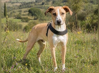 Bachi - ein liebenswerter Schatz