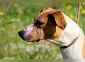 Bachi - ein liebenswerter Schatz