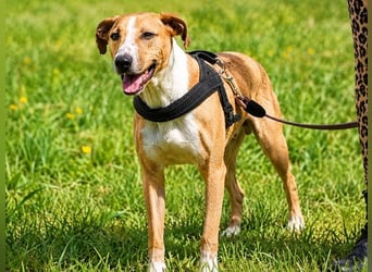 Bachi - junger Herzenshund sucht Zuhause