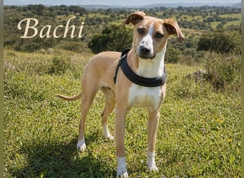 Bachi - ein liebenswerter Schatz