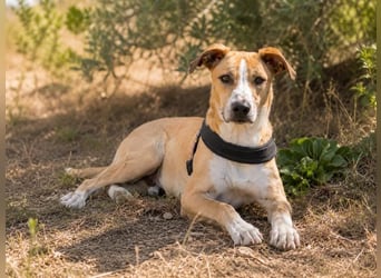 Bachi - junger Herzenshund sucht Zuhause