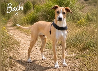 Bachi - junger Herzenshund sucht Zuhause