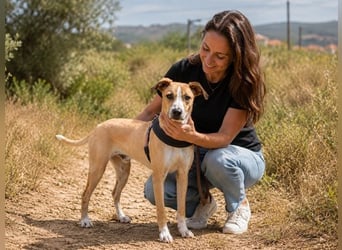 Bachi - junger Herzenshund sucht Zuhause