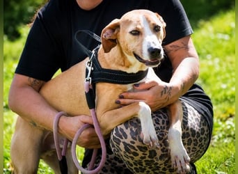 Bachi - junger Herzenshund sucht Zuhause