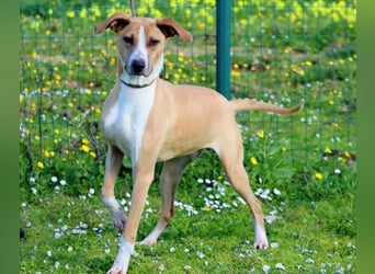 Bachi - ein liebenswerter Schatz