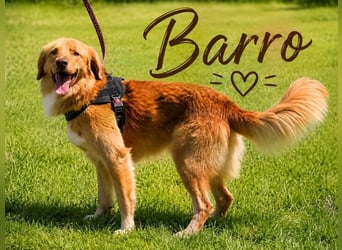 Barro - toller Kamerad