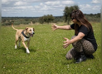 Bachi - ein liebenswerter Schatz