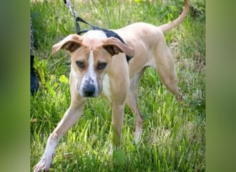 Bachi - ein liebenswerter Schatz