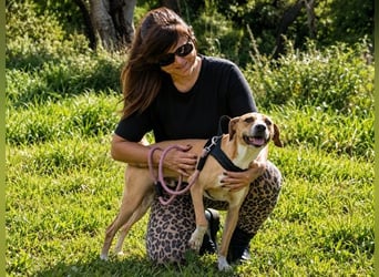 Bachi - junger Herzenshund sucht Zuhause