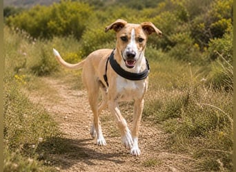 Bachi - junger Herzenshund sucht Zuhause