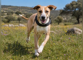 Bachi - ein liebenswerter Schatz