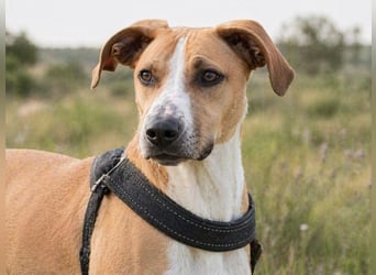 Bachi - ein liebenswerter Schatz