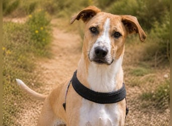 Bachi - junger Herzenshund sucht Zuhause