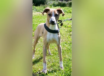 Bachi - ein liebenswerter Schatz