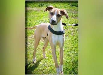 Bachi - ein liebenswerter Schatz