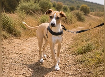 Bachi - junger Herzenshund sucht Zuhause