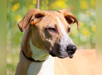 Bachi - ein liebenswerter Schatz