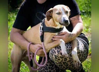 Bachi - ein liebenswerter Schatz