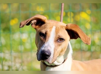 Bachi - ein liebenswerter Schatz