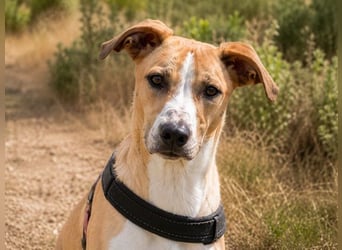 Bachi - junger Herzenshund sucht Zuhause