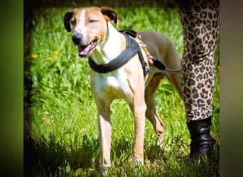 Bachi - ein liebenswerter Schatz