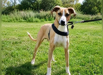 Bachi - junger Herzenshund sucht Zuhause