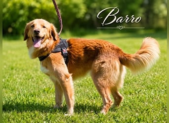 Barro - toller Kamerad