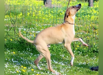 Bachi - ein liebenswerter Schatz