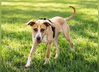 Bachi - junger Herzenshund sucht Zuhause