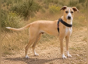 Bachi - junger Herzenshund sucht Zuhause