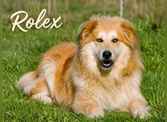 Rolex – anhänglich und aufgeschlossen