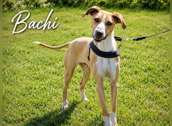 Bachi - junger Herzenshund sucht Zuhause