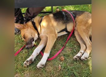 Scooby braucht dringend Hilfe