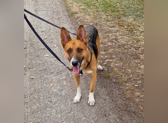 Scooby braucht dringend Hilfe