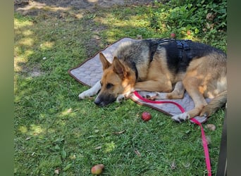 Scooby braucht dringend Hilfe