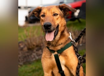 Jack sucht liebevolle Familie...