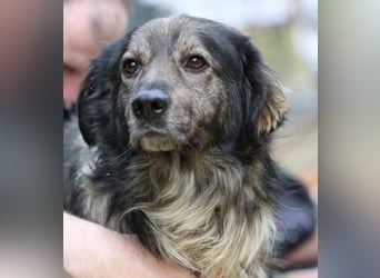 Ein großes Herz namens Sam....