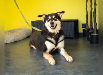 Ppando sucht seine Lieblingsmenschen...