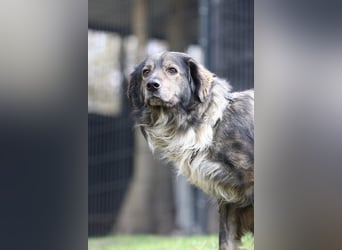 Ein großes Herz namens Sam....