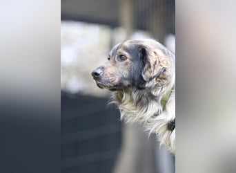 Ein großes Herz namens Sam....