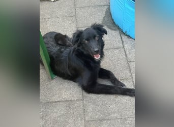 Bambo unser Herzenshund...