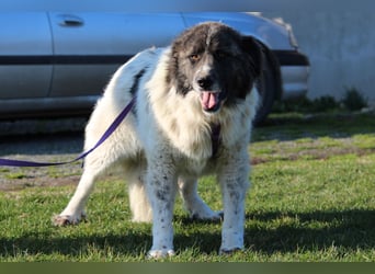 Bella unser Herzenshund...