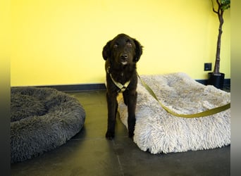 Bambo unser Herzenshund...