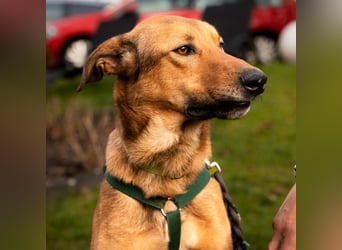 Jack sucht liebevolle Familie...