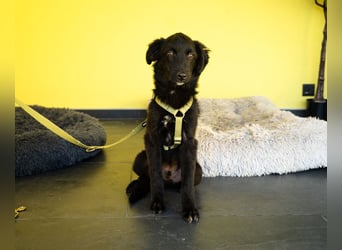 Bambo unser Herzenshund...