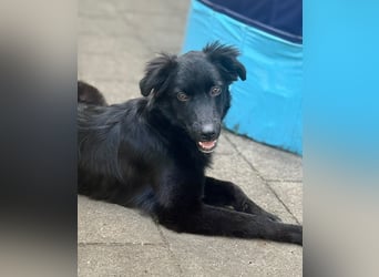 Bambo unser Herzenshund...