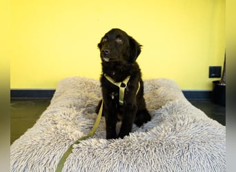 Bambo unser Herzenshund...